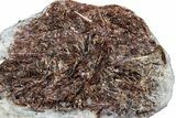 Golden-Brown, Radiating Astrophyllite - Kola Peninsula, Russia #255081-1